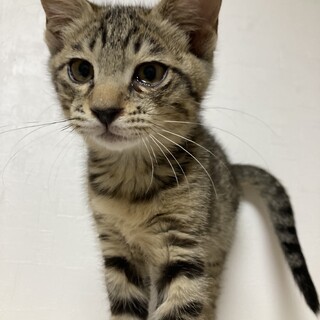 ヒョウ柄っぽいスズメ君！