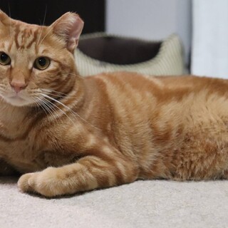 茶色タビーの甘えん坊　すぎくん