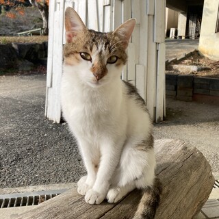 雑種のメス推定2ヵ月　人懐っこい女の子です