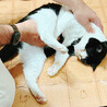 大きめの白黒ハチワレ♂デブリン約6歳 サムネイル2