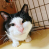 大きめの白黒ハチワレ♂デブリン約6歳 サムネイル3