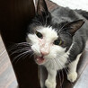 大きめの白黒ハチワレ♂デブリン約6歳 サムネイル4