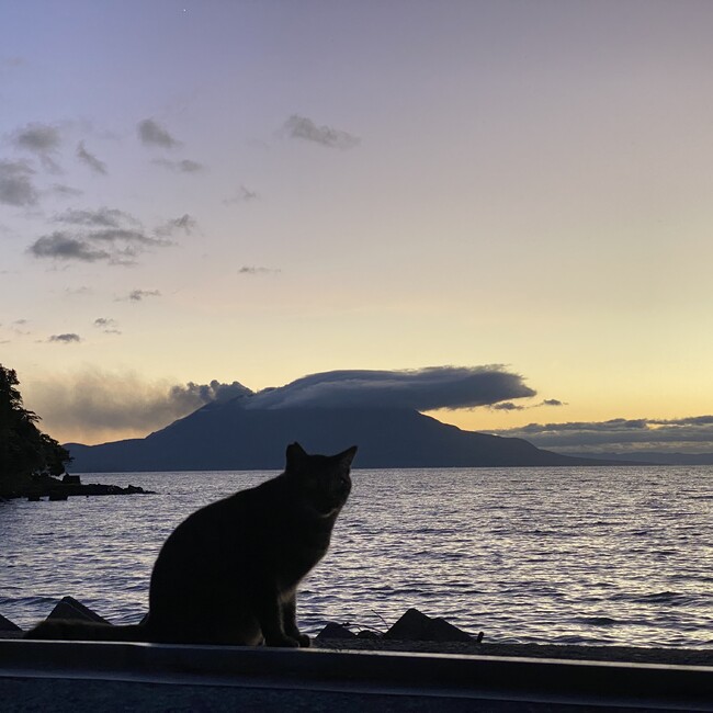 若尊鼻の猫のカバー写真