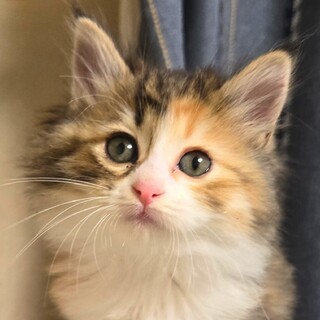 もふもふ三毛　リースちゃん2ヶ月