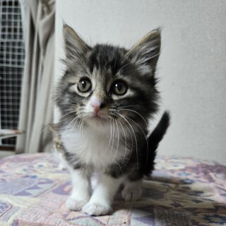 もふもふ男子　ケリン