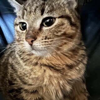 捨て猫だった猫