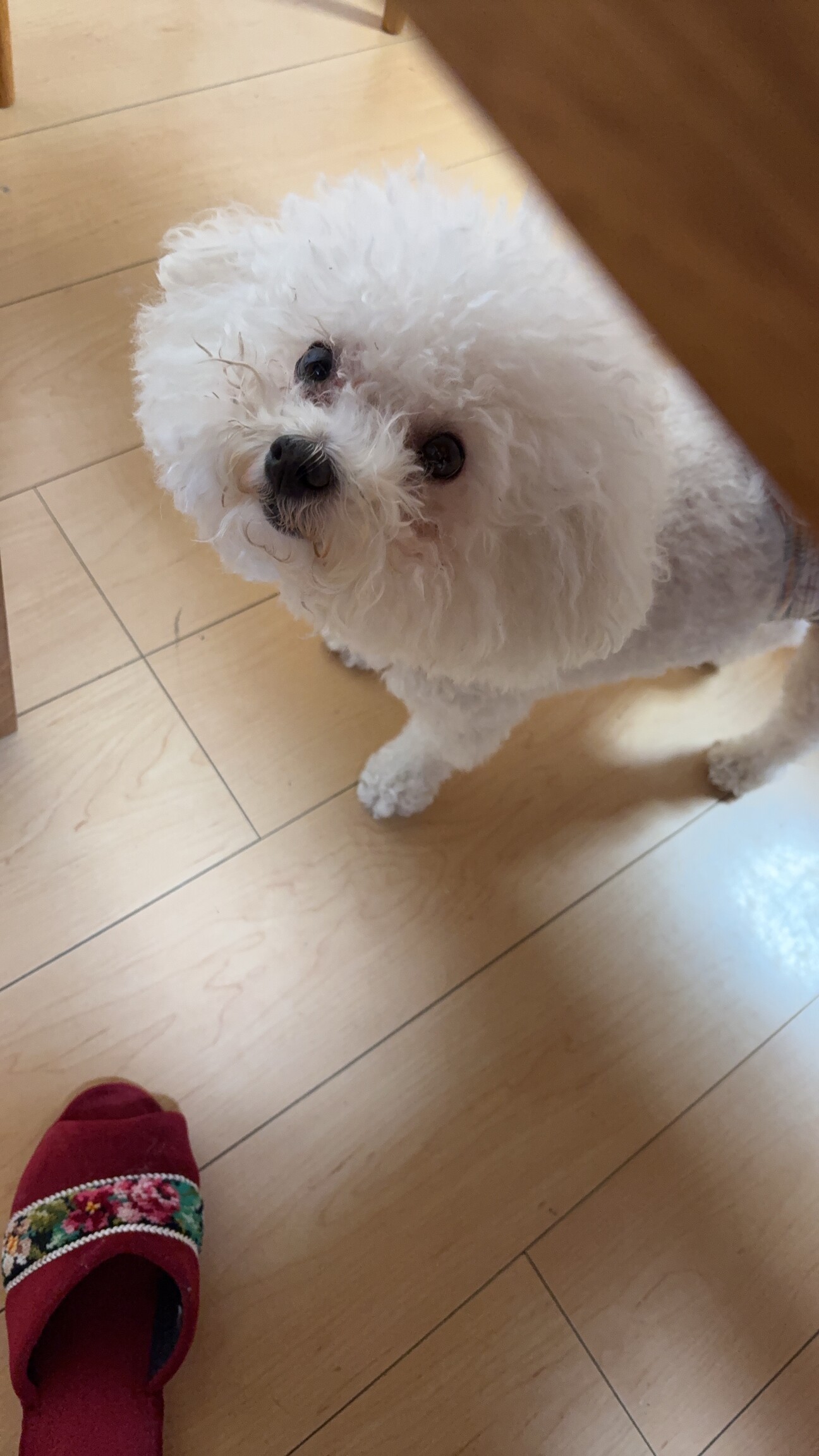 ビションフリーゼ男の子」大阪府 - 犬の里親募集(507299