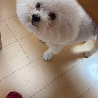 ビションフリーゼ男の子