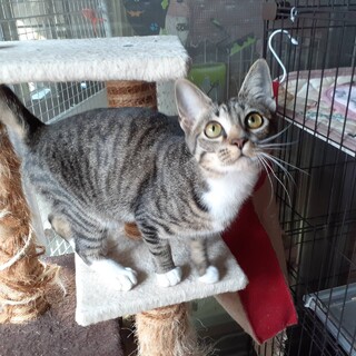 甘えん坊でスリスリ美人猫ちゃん