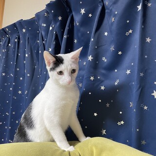 大人しく落ち着きのある仲良し兄妹