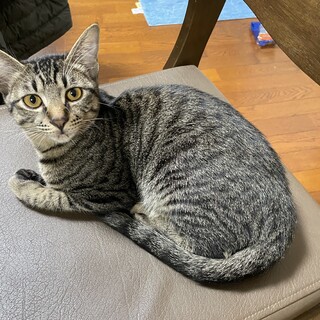 子猫なのにダミ声のマダン君