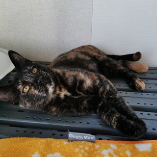 ちょっと老け顔の個性的なサビ猫