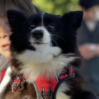 ネグレクトゲージ閉じ込めのポメMIXミントちゃん