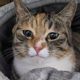 ほんわか三毛・あしたちゃん