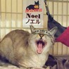おっとり膝のりベタベタ甘えん坊♡ノエル君 サムネイル3