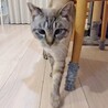 おっとり膝のりベタベタ甘えん坊♡ノエル君 サムネイル2
