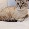 おっとり膝のりベタベタ甘えん坊♡ノエル君 サムネイル4
