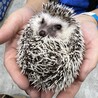 ハリネズミコルザ