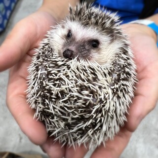 ハリネズミ里親募集終了！(明日募集状況変更します)