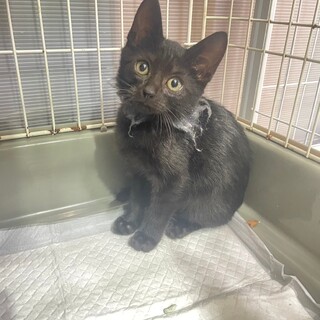 里親決定！黒猫のやまとくん