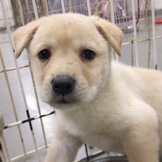 【相談中】かわいい子犬　まもるくん　2ヶ月