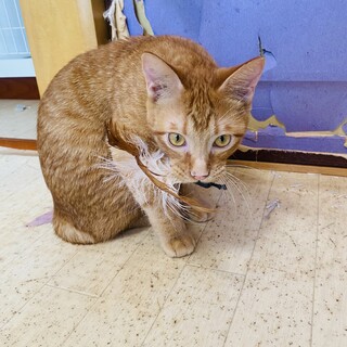 【正式譲渡】ちゃび→るうくん