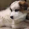 【相談中】かわいい子犬　ソウくん　2ヶ月 サムネイル3