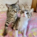 愛らしい兄妹を家族に！