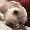 チッチパパ
