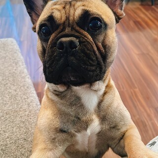 【フレンチブルドッグ・2歳】里親探しています