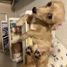 やまだ( ˙꒳​˙  )さん