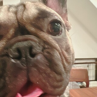 【フレンチブルドッグ・1歳】里親探しています