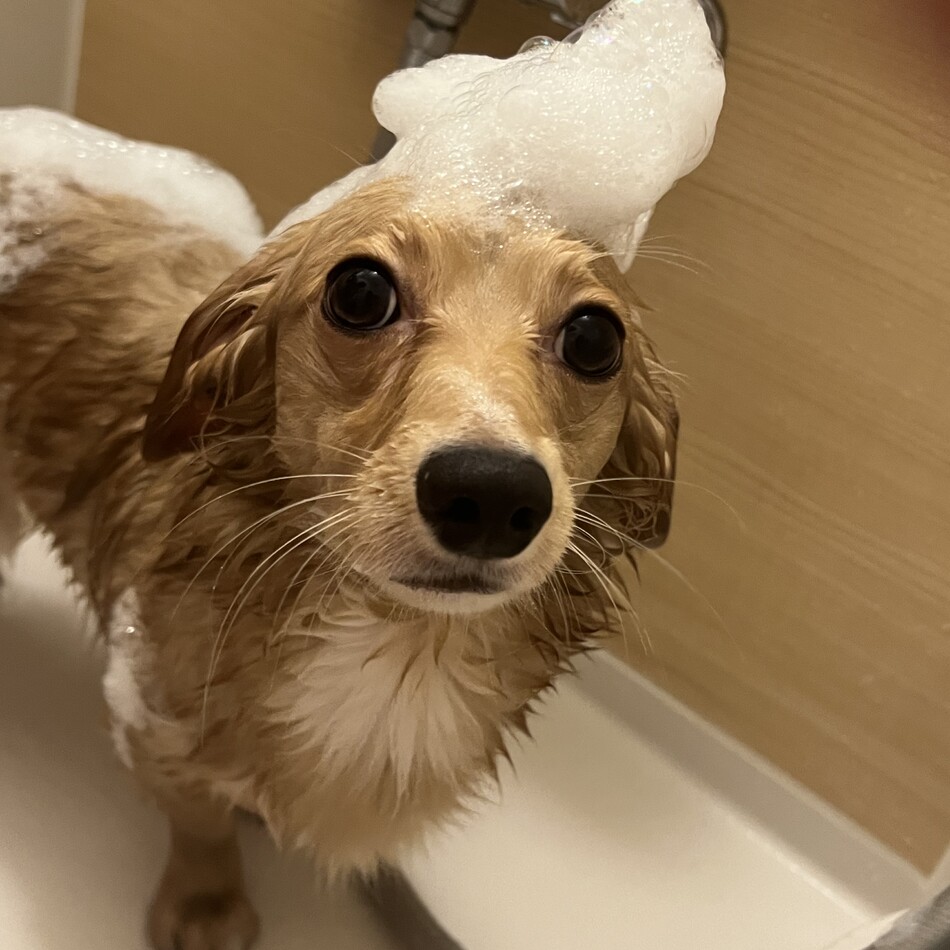 ノアのカバー写真