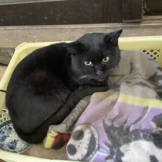 人懐っこい黒猫オス㊟ボスくんと同時引き取り