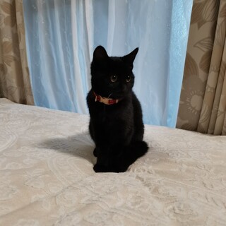 人懐っこい黒ねこ