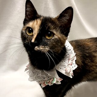 【2/9東銀座】じゃこちゃん★10ヵ月♪