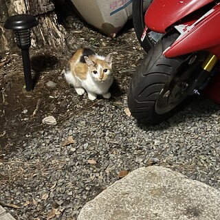飼育放棄で捨てられた猫を引き取ってください！