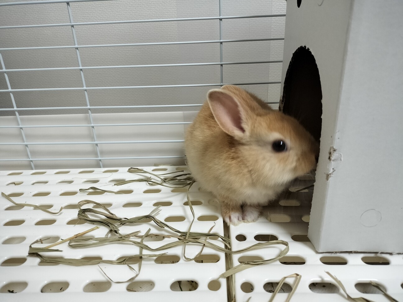 【専用出品】国内有名作家様　小さな子ウサギちゃん　新オーナー様募集 穏やかな可愛いウサギ」大阪府 - 小動物の里親募集(539176) :: ペット