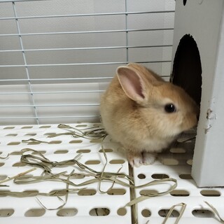 かわいいウサギの赤ちゃんです。