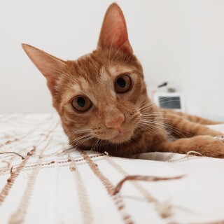 とっても元気なパワフルボーイ☆　とらまる♂