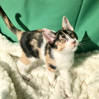 15・22日　譲渡会事前予約受付中　キャロルちゃん