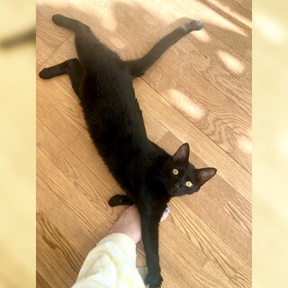 お膝猫❤︎おっとり穏やかな甘えん坊ポー君