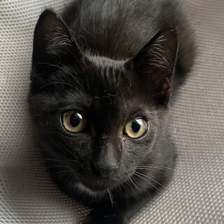 里親決定。子熊みたいな甘えん坊ヨコ君