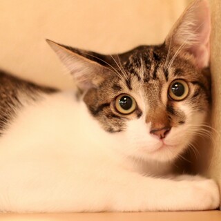 特技は肩乗り！三男のアロンくん