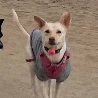 誰にでもフレンドリー、大きなお耳のかわい子ちゃん