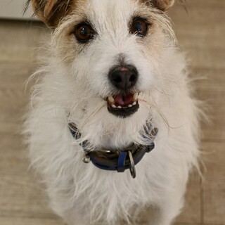 元気なジャックラッセルテリアのKU!