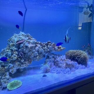 ソラスズメダイ、シリキルリスズメダイ