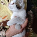 もふもふ♡ちょっと長毛な子猫♡可愛すぎる3ヶ月