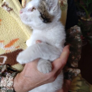 もふもふ♡ちょっと長毛な子猫♡可愛すぎる3ヶ月