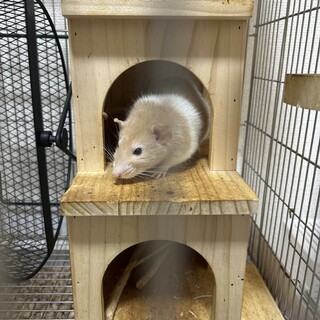 ファンシーラット オス 1歳